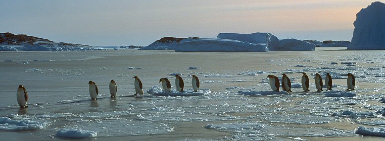 Emperor Penguins in Antartica living the good life!